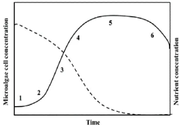 Figura 1 – Representação das fases de crescimento e concentração de nutrientes em microalgas  produzidas por batch (Mata et al., 2010)