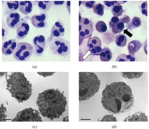 Figura 8: Imagem por microscopia ótica composta MOC. (ampliação 1000x) de neutrófilos humanos: 