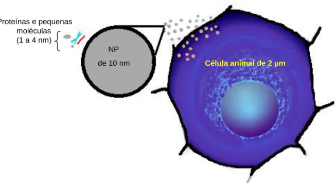 Figura  12:  Comparação  de  tamanho  entre  proteínas  e  pequenas  moléculas,  NPs  de  10  nm  e  uma  célula animal [adaptado de (44)] 