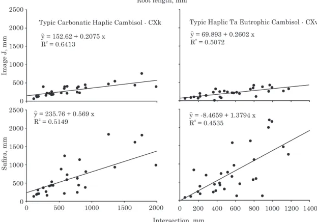 Figure 1. Relation between root length data of the line-intersect method and the programs Safira and ImageJ for the collected samples.