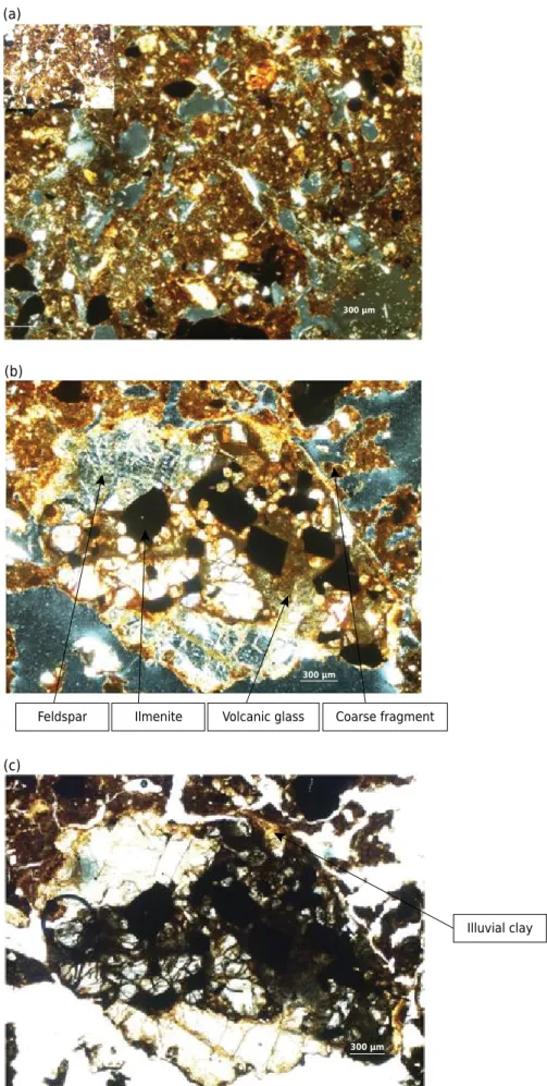 Figure 4.  Photomicrographs of horizon A2 of soil profile P1, under plane-polarized light (PPL); 