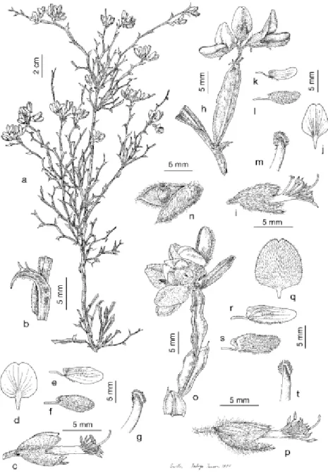 Figure 6  Pterospartum tridentatum subsp. tridentatum, Torres Vedras, Estremadura (SEV 3577): a) b) c)  d) e) f) g); P