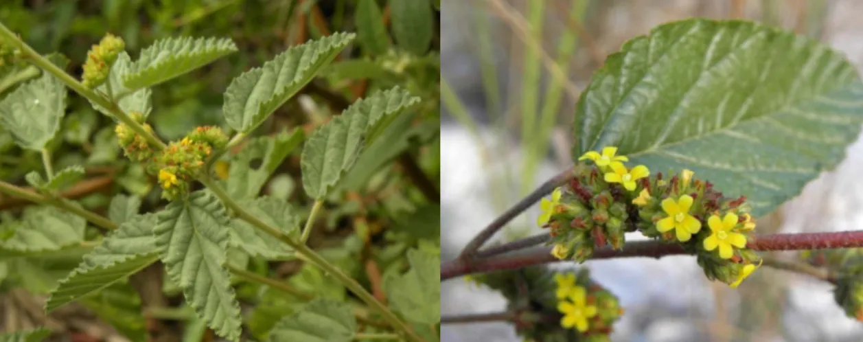 Figure 7 Waltheria indica flowers [85]. 