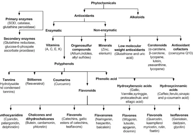 Figure 10 Phytochemicls schematic with major antioxidants and classification of phenolic compounds  present in the plant system (Adapted from [87–90])
