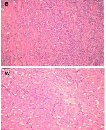 Figure 1 -  Gross changes in w hite (W) and brow n birds (B) ex- ex-perimentally infected w ith SG NaL r .