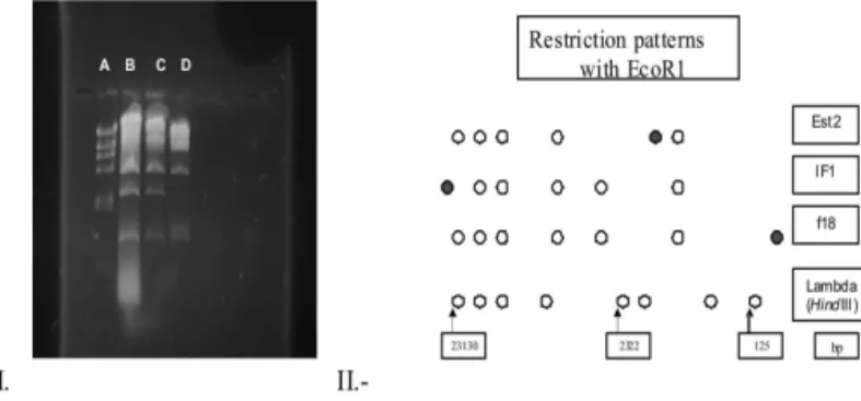 Figure 1 - Electron microscopy of the phages active against SE, 85.000x: A. f18; B. IF1; C