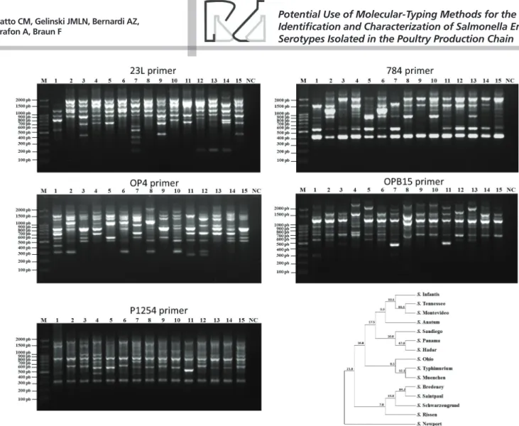 Figure 1 – Representative molecular profiles of 15 Salmonella serotypes obtained by RAPD
