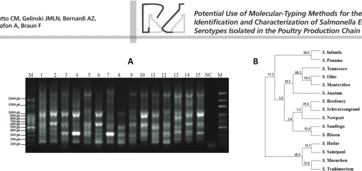 Figure 2 – Molecular profile of 15 Salmonella serotypes obtained by ERIC-PCR. (A) Electrophoretic analysis of amplification profile of Salmonella isolates obtained by ERIC