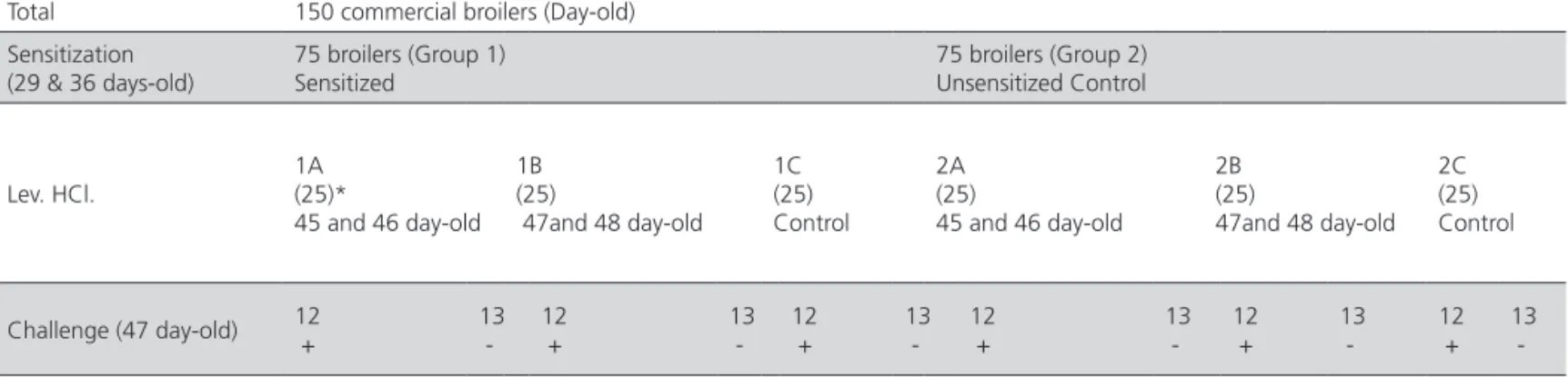 Figure 1 – Delayed wattle reaction in broilers challenged with S. aureus antigen 24 – 48  hours post-levamisole hydrochloride administration.