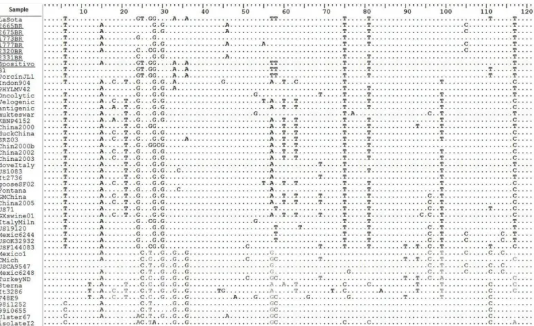 Figure 1 - Nucleotide alignment between the M gene region of Brazilian isolates and reference strains from GenBank