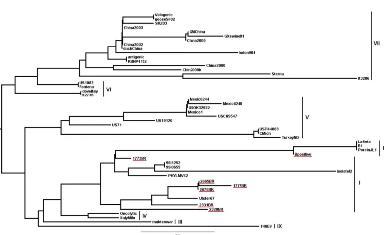 Figure  2  -  Phylogenetic  tree  of  the  nucleotide  sequences  of  the  samples  collected  in  different  regions  of  Brazil,  based  on  a  121  bp  region  of  the  M  protein  gene.Bootstrap  resampling  of  100  replicates  were  obtained  by  PAU