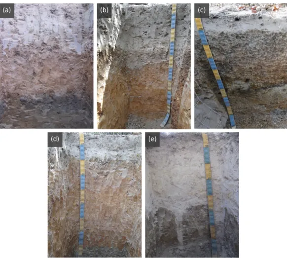 Figure 2.  Soil profiles of points P1 (a), P2 (b), P3 (c), P4 (d), and P5 (e). All profiles had abrupt  textural change, a B horizon with high chroma, with the exception of P5 which featured pale colors  due to lower permeability, and a thicker E horizon e