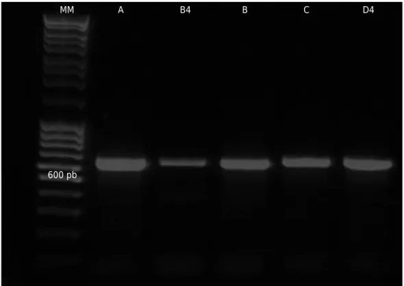 Figure 1.  Electrophoretic bands generated during the optimized PCR reaction.