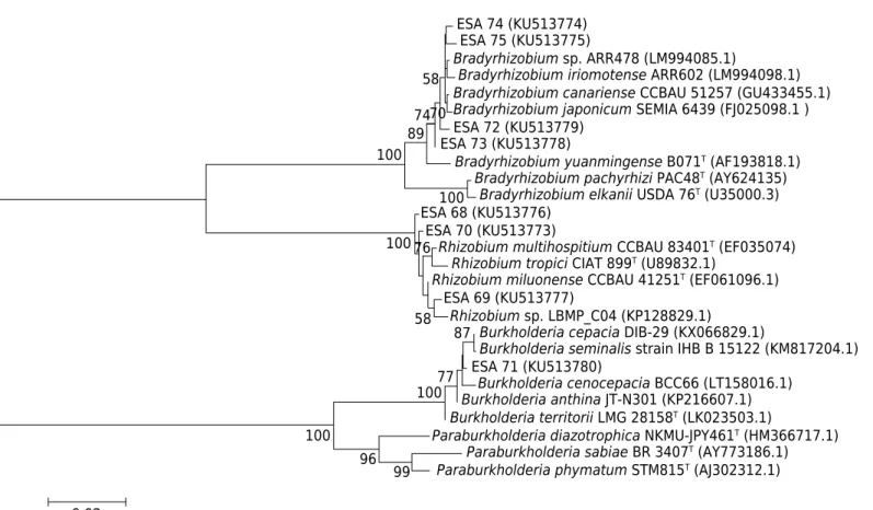Figure 1.  Neighbor-Joining phylogenetic tree based on the partial 16S rRNA gene sequence for eight bacteria from  Erythrina velutina  and 15 other reference strains (1000 bp)