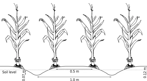 Figure 1. Schematic representation of the raised seedbed in a cross section of planting rows