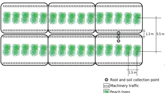 Figure 1.  Schematic representation of collection points in the inter-row of the experimental plot  in the orchard of ‘Maciel’ peach grafted onto ‘Okinawa’ and ‘Nemaguard’