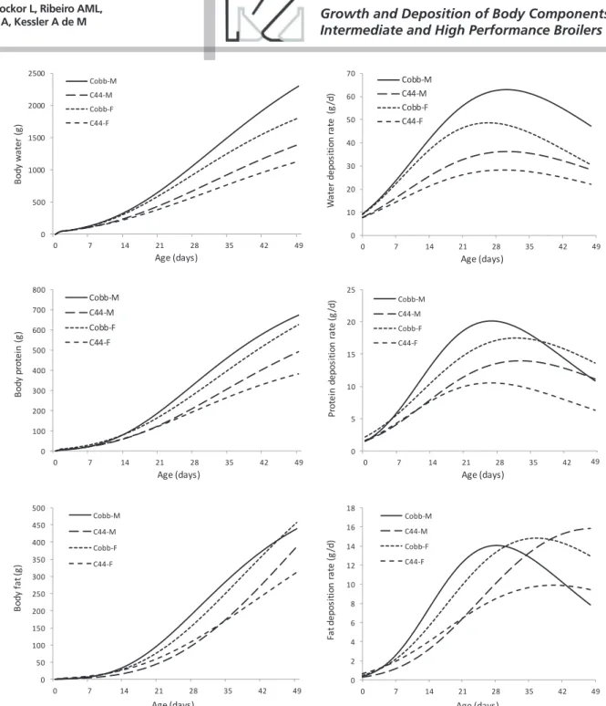 Figure 02: Body water, protein, and fat deposition [Y=a*exp(-exp(-b*(age-c))))] curves and [Y=a*b*exp(-b*(age-c)-exp(-b*(age-c)))] rates of male  and females broilers of an intermediate- and a high performance genetic strain.