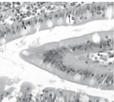 Figure 2: Photomicrograph of the cross section of jejunum full thickness of a control  animal (a: indicating Epithelial thickness and b: indicating Goblet cell as measured) H  and E X400 (Scale Bar= 500 µm)