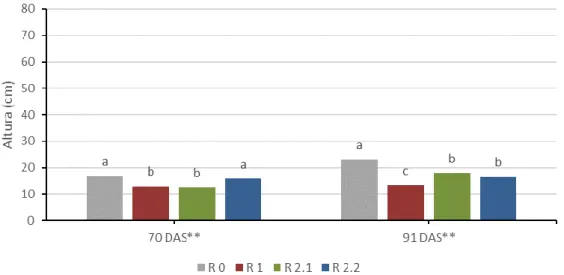 Figura 4.11. Interação entre os tratamentos de défice hídrico (R 0, R 1, R 2.1 e R 2.2) e duas medições (70 e  91 DAS) para a variedade V 1 no valor médio da altura das plantas