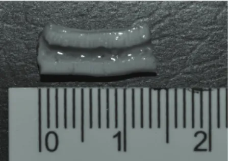 Figure 1 – Transversal section of the jejunum collected closed Figure 2 – Section of the jejunum collected open and stapled