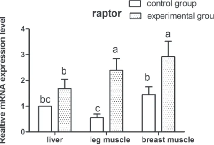 Figure 4 – S6K expression level in the liver, breast muscle, and  leg muscle of Gang geese in the control and experimental  groups.