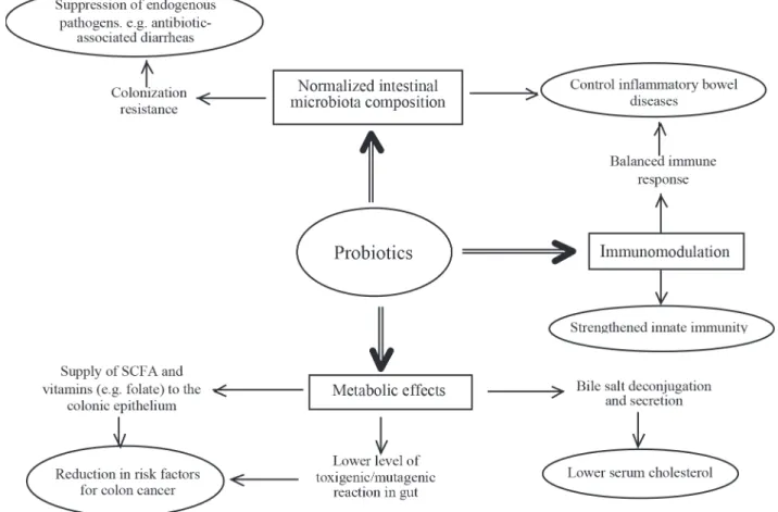 Figure 1 – Mode of action of probiotics (modified from Shinde, 2012)