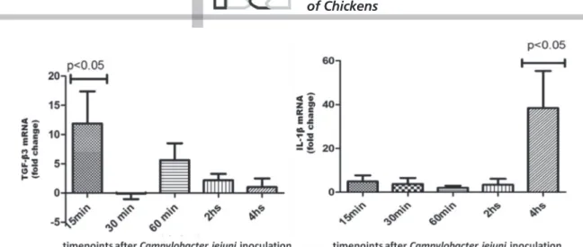 Figure 3 – Relative quantitation of transcript levels of TGF-β3 and IL-1β mRNA in C. jejuni-inoculated chicken ileum explants at different times.