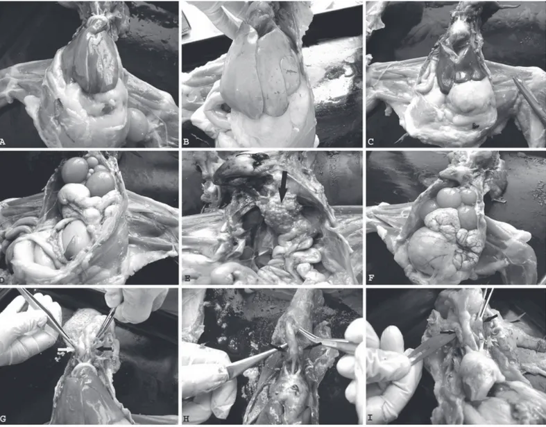 Figure 2 – Histopathological appearance in all groups. H&amp;E stained laying hen´s liver, ovarium and thyroid sections