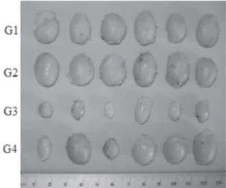 Figure 1 – Bursas of Fabricius examined on 25 days post-vaccination. G1, negative  control