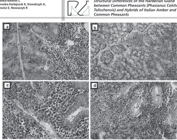 Figure 5 – Light micrograph of Harderian gland. MGP Y stain.  a . common pheasant. Bar = 20 µm;  b 