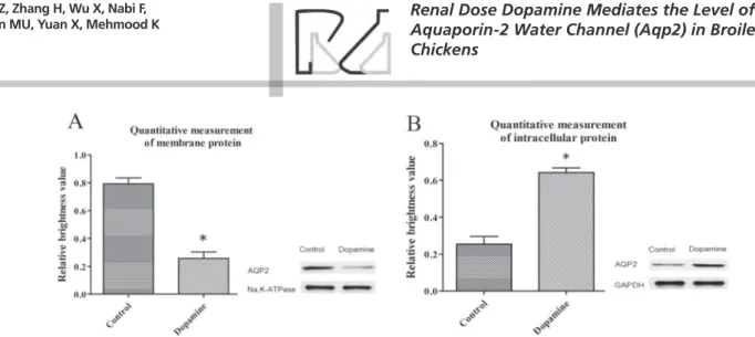 Figure 3 – Effect of renal dose dopamine on AQP2 mRNA expression in control and  dopamine administered group