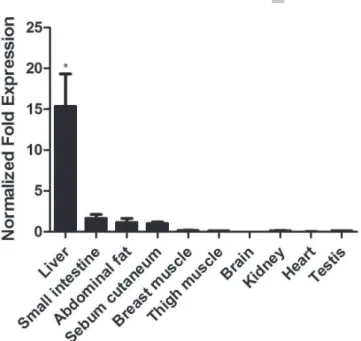 Figure 4 – Relative mRNA expression of the ChREBP gene in different tissues, inclu- inclu-ding liver, small intestine, abdominal fat, sebum cutaneum, breast muscle, thigh muscle,  heart, kidney, brain and testis
