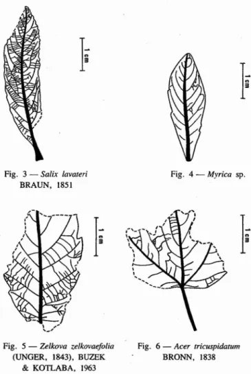 Fig. 4 - Myrica sp.
