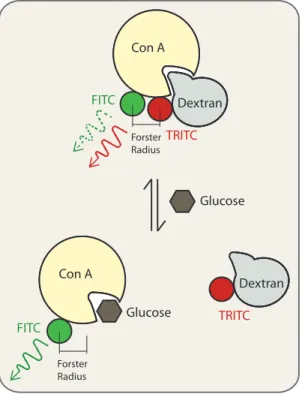 Figura 3.8 – Efeito varia¸c˜ oes da concentra¸c˜ ao de glicose na emiss˜ao FRET. O aumento da concentra¸c˜ ao de glicose liberta o complexo FITC–dextrano do complexo TRITC–Con A e aumenta a fluorescˆencia FITC de forma proporcional `a concentra¸c˜ao de gli
