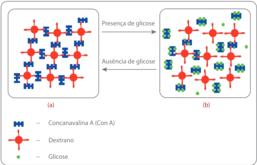 Figura 3.9 – Princ´ıpio de detec¸c˜ ao de glicose atrav´es do sensor viscom´etrico. (a) Cen´ario resultante na presen¸ca de poucas mol´eculas de glicose; (b) Cen´ario resultante do aumento de concentra¸c˜ ao de glicose (Zhao et al., 2007).