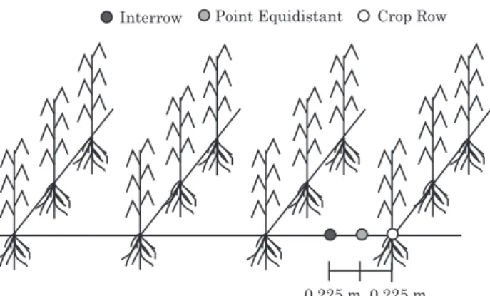 Figure 1. Schematic representation of the transect and sampling positions.