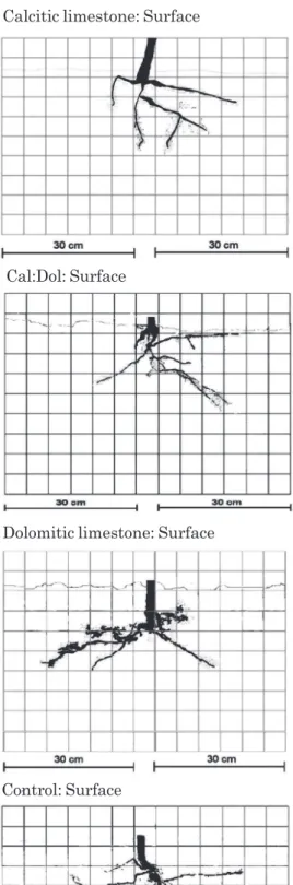 Figure 1. Perpendicular profile of the root system of soybean plants grown under a no-tillage system with different kinds of limestone and forms of application in an Oxisol in Rio Grande do Sul