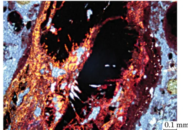 Figure 1. Thin section of the A horizon of the  Petroferric  Acrudox,  showing  the  opaque  cores of a dismantling ironstone, surrounded  by  a  partially  deferrified  matrix  (bright  red  and orange masses)