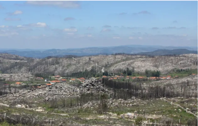 Figura 6: Aspeto da zona envolvente de uma aldeia da Serra do Caramulo um ano após o fogo florestal de 2013 