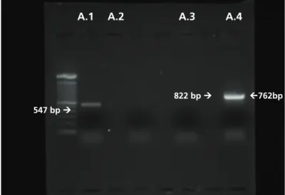 Figure 1.PCR used for the identification of the antimicrobial resistance genes SHV,  cat1, Sul1
