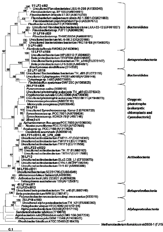 Fig. 3. Evolutionary tree showing the phylogenetic affiliations of the partial bacterial 16S rRNA gene sequences obtained from DNA fragments  excised from the DGGE gel (Fig