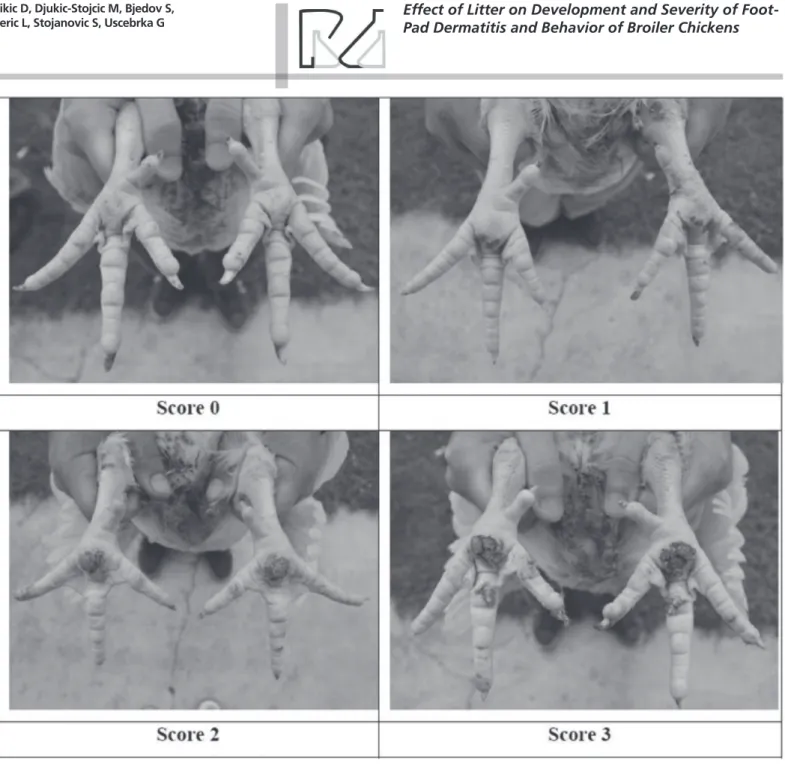 Figure 1 – Macroscopic evaluation of the footpad lesions