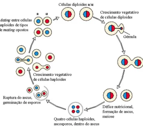 Figura 1. Representação esquemática do ciclo de vida de S. cerevisiae.  