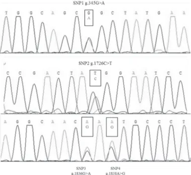 Figure 3 – Sequence results of the four SNPs within the lysozyme gene in Langshan chicken.
