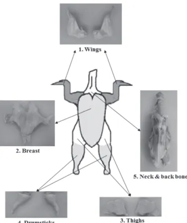 Figure 1 – Carcass parts