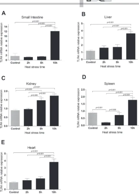 Figure 2 – TLR4 mRNA expression levels in the liver, kidney, spleen, heart and small intestine of broiler chickens  under AHS