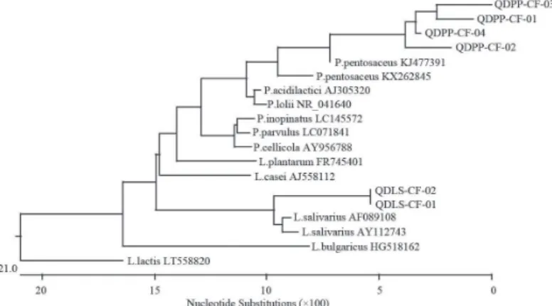 Figure 1 – Phylogenetic relationships among lactic acid bacteria species inferred by a  neighbor-joining analysis of a fragment of the partial 16s rRNA sequence
