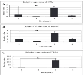 Figure 3 – Bacilllus coagulans promoted the mRNA expression of IFN-α, MDA5 and  TLR3
