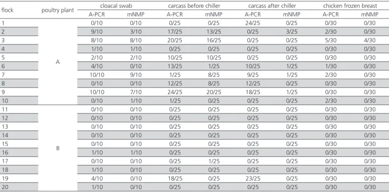 Table 1 – Frequency of  Salmonella -positive samples detected by automated PCR (A-PCR) and frequency of enumerated  samples by miniaturized most probable number (mNMP) per flock obtained in two poultry processing plants located in the  states of Mato Gross