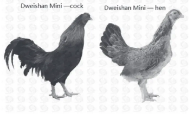 Figure 1 – Daweishan Mini chicken